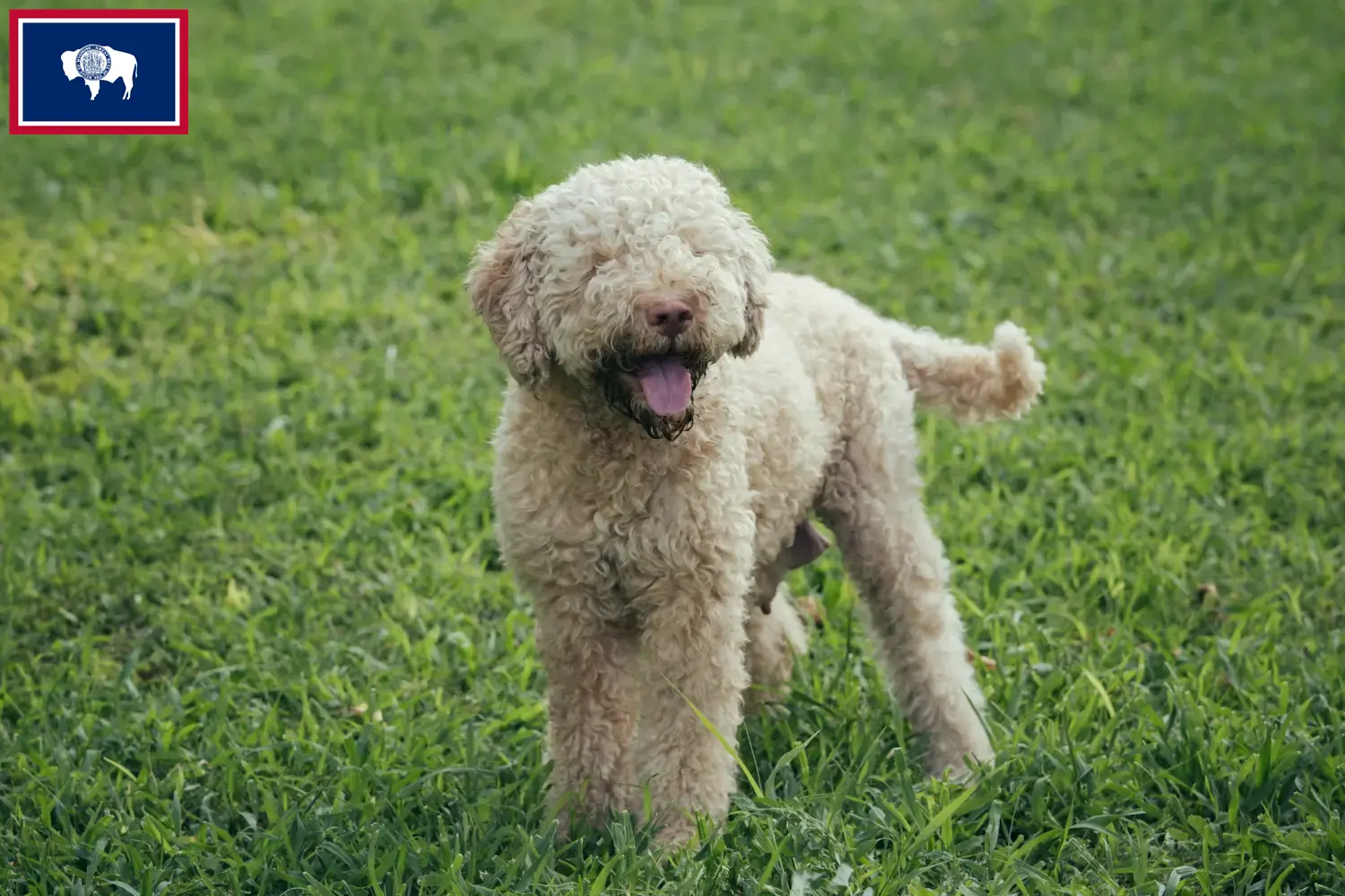 Read more about the article Lagotto Romagnolo breeders and puppies in Wyoming