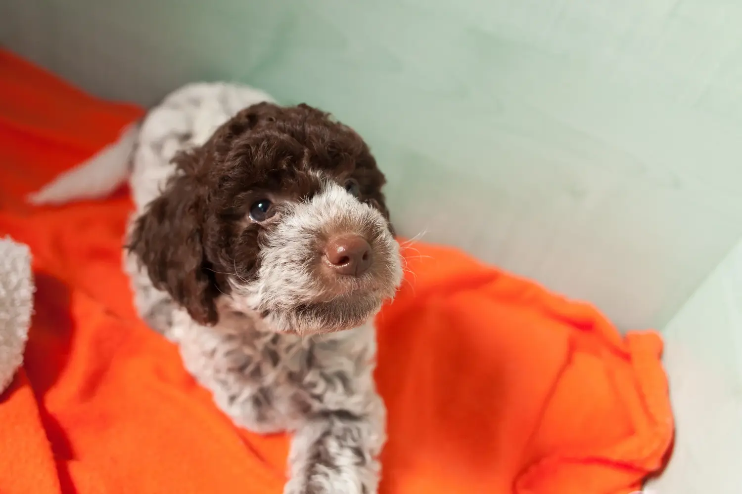 Buying a Lagotto Romagnolo puppy means taking responsibility! Buy Lagotto Romagnolo puppies.
