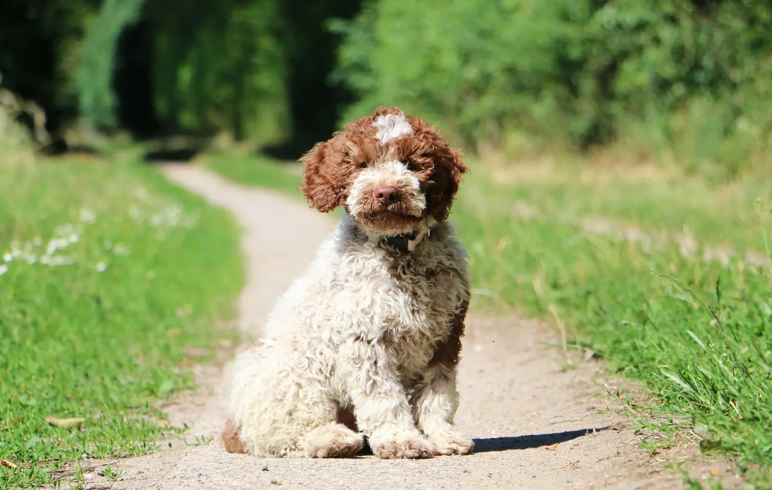 Buying a Lagotto Romagnolo puppy means taking responsibility! Buy Lagotto Romagnolo puppies.