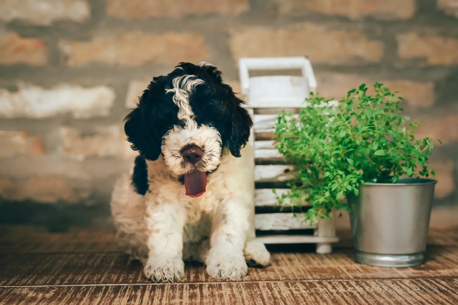 Buying a Lagotto Romagnolo puppy means taking responsibility! Buy Lagotto Romagnolo puppies.