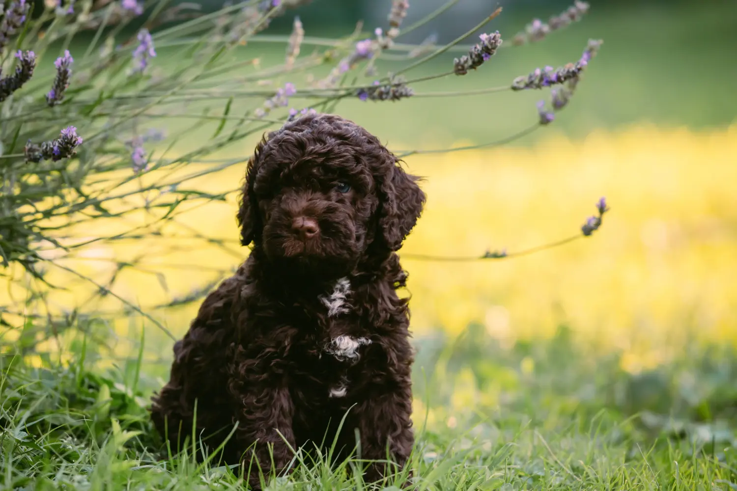 Buying a Lagotto Romagnolo puppy means taking responsibility! Buy Lagotto Romagnolo puppies.