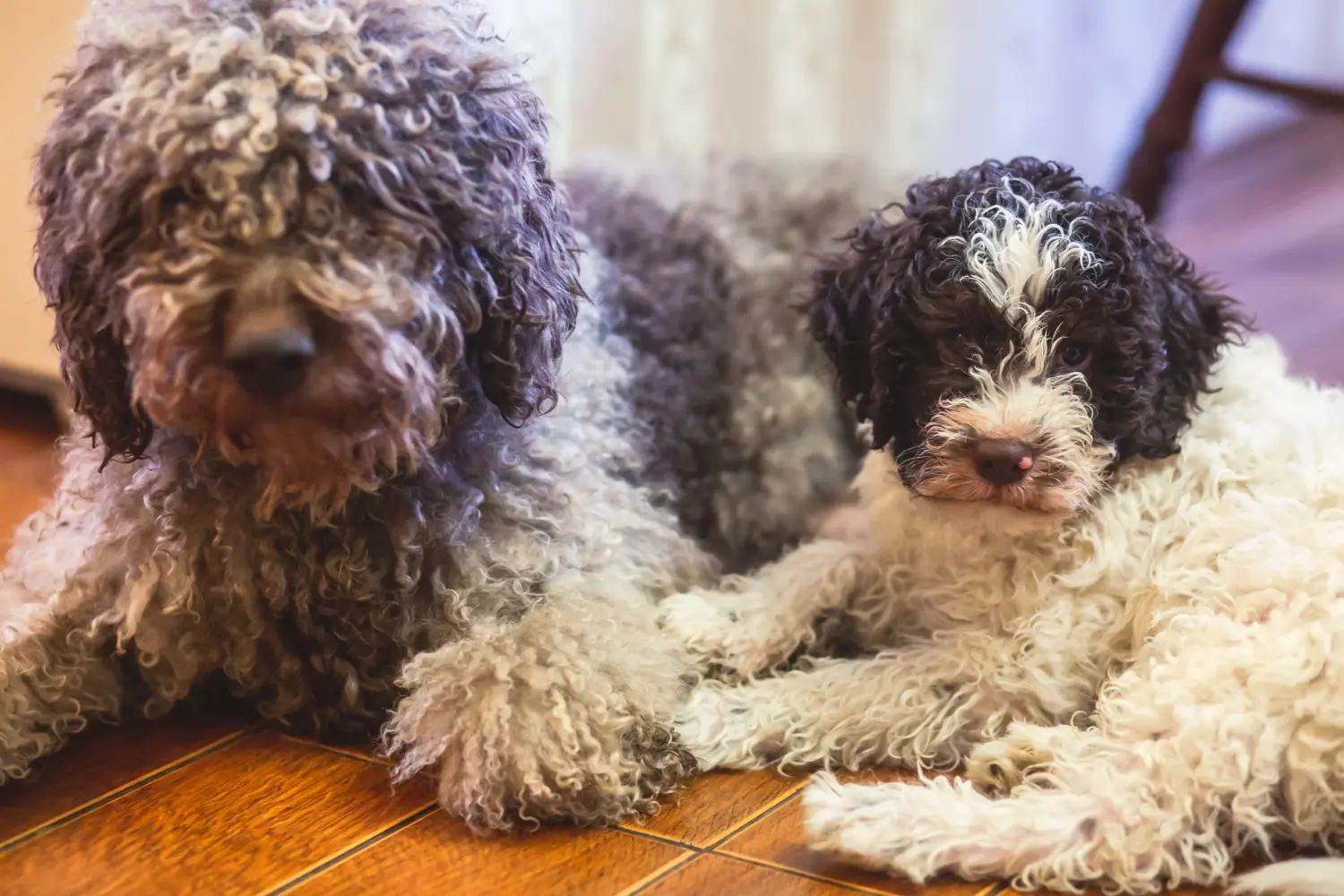Buying a Lagotto Romagnolo puppy means taking responsibility! Buy Lagotto Romagnolo puppies.