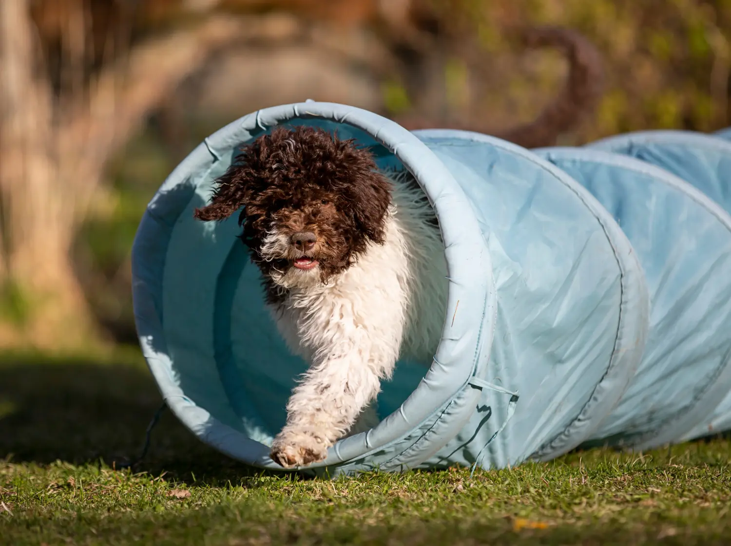 Buying a Lagotto Romagnolo puppy means taking responsibility! Buy Lagotto Romagnolo puppies.