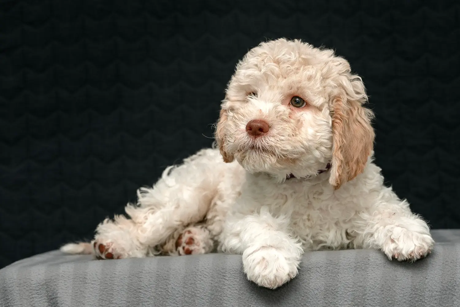 Buying a Lagotto Romagnolo puppy means taking responsibility! Buy Lagotto Romagnolo puppies.