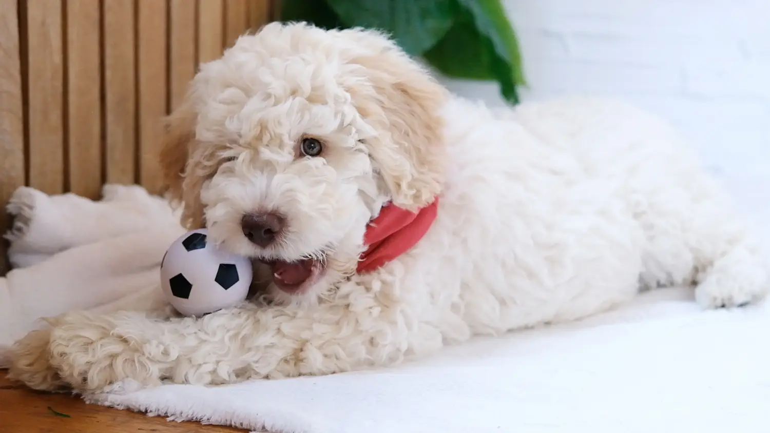 Buying a Lagotto Romagnolo puppy means taking responsibility! Buy Lagotto Romagnolo puppies.