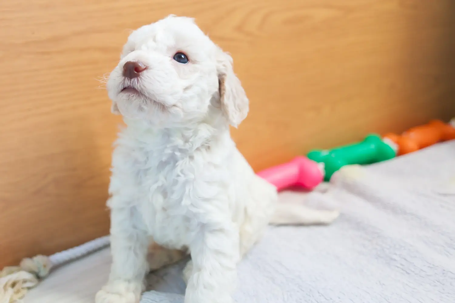 Buying a Lagotto Romagnolo puppy means taking responsibility! Buy Lagotto Romagnolo puppies.