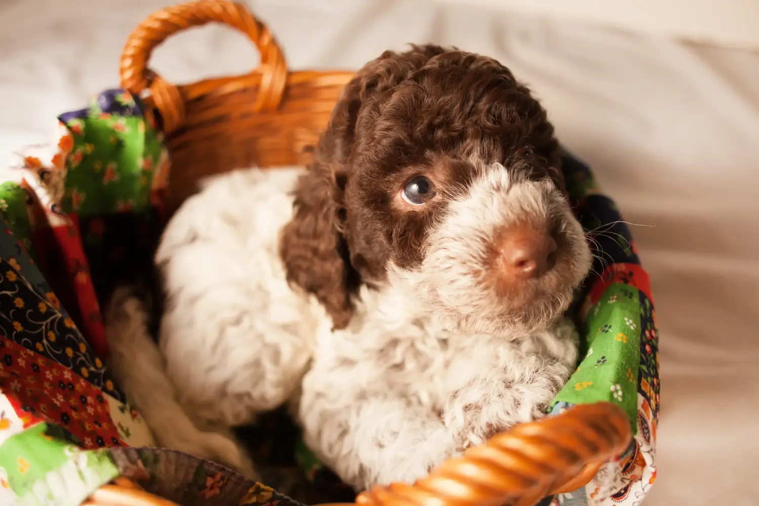 Buying a Lagotto Romagnolo puppy means taking responsibility! Buy Lagotto Romagnolo puppies.