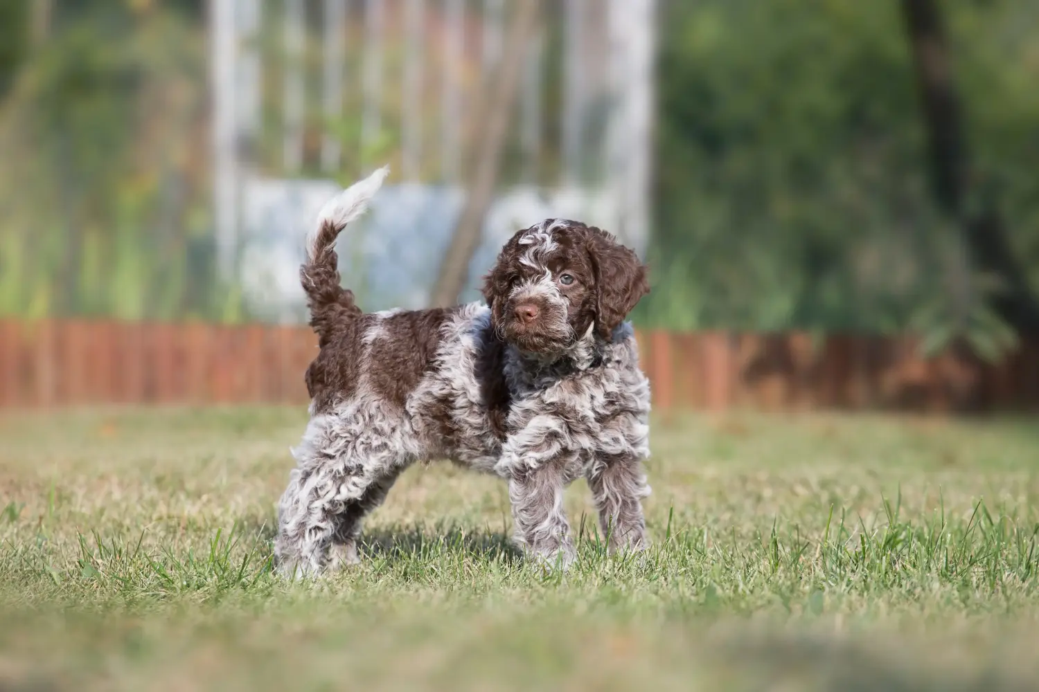 Buying a Lagotto Romagnolo puppy means taking responsibility! Buy Lagotto Romagnolo puppies.