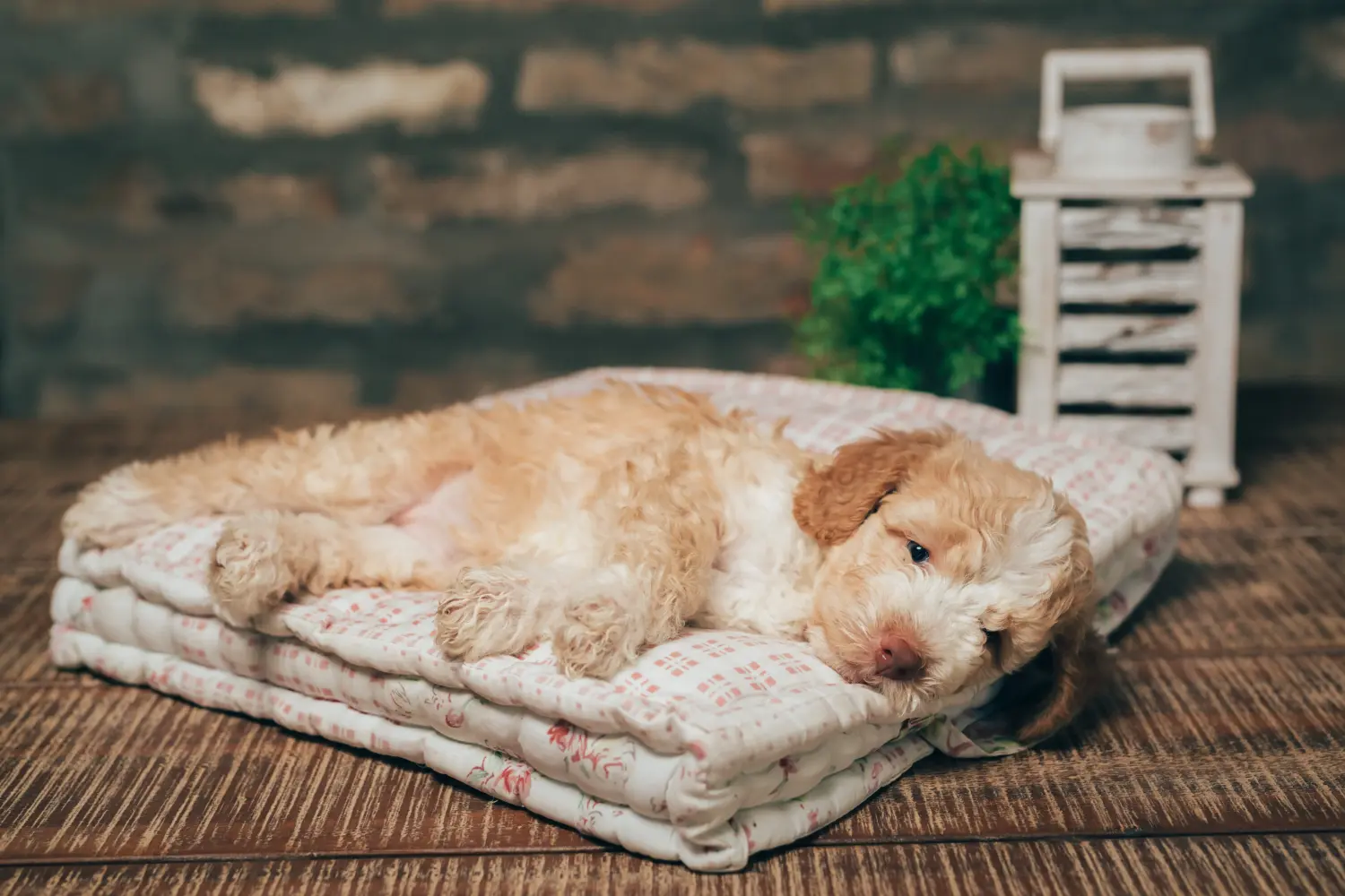 Buying a Lagotto Romagnolo puppy means taking responsibility! Buy Lagotto Romagnolo puppies.