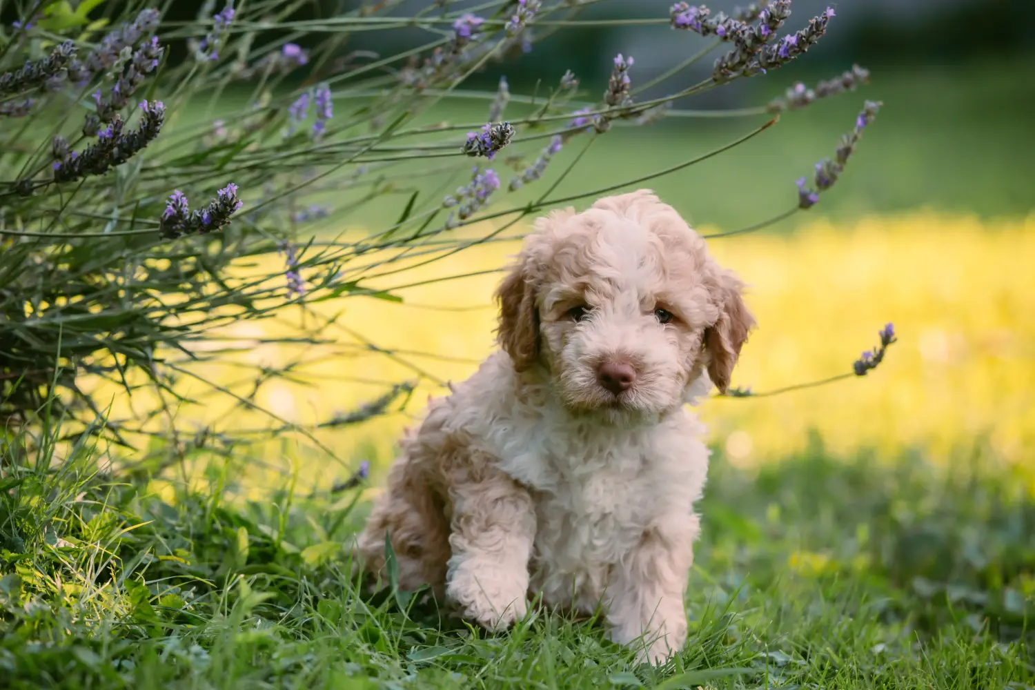 Buying a Lagotto Romagnolo puppy means taking responsibility! Buy Lagotto Romagnolo puppies.