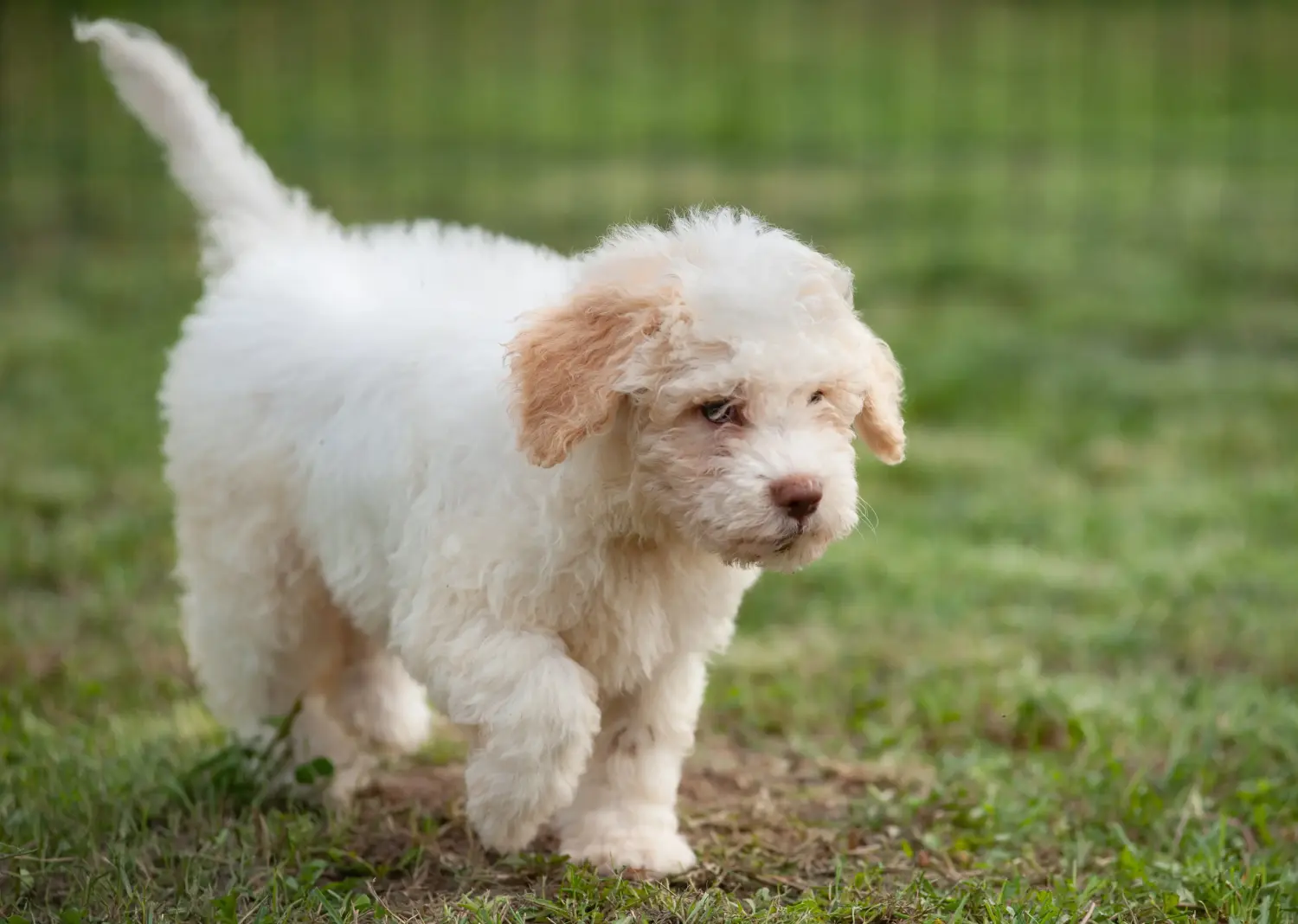 Buying a Lagotto Romagnolo puppy means taking responsibility! Buy Lagotto Romagnolo puppies.