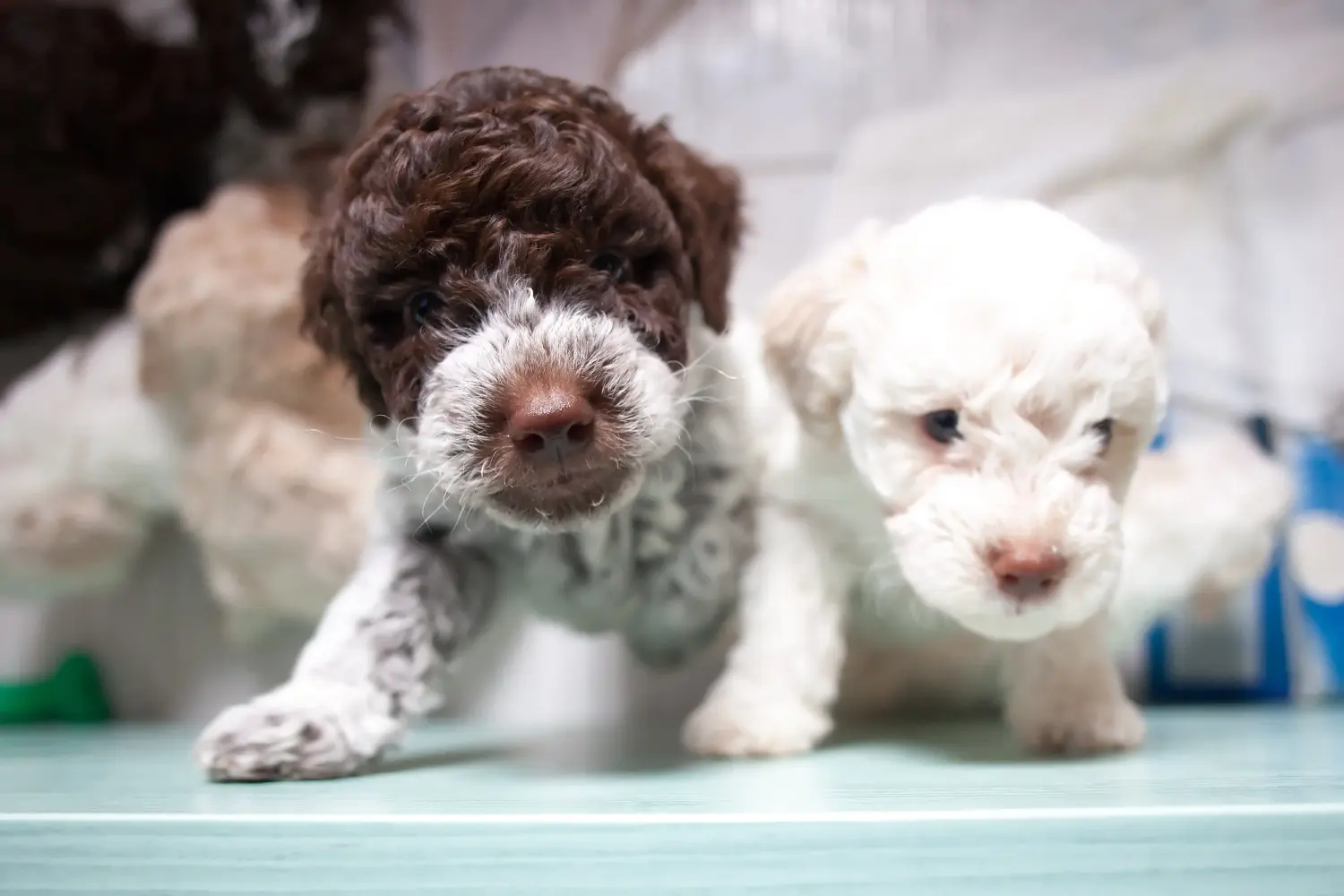 Buying a Lagotto Romagnolo puppy means taking responsibility! Buy Lagotto Romagnolo puppies.