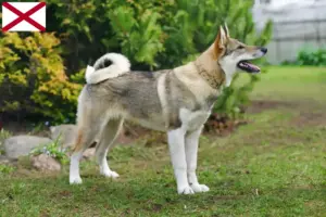 Read more about the article Laika breeders and puppies in Alabama