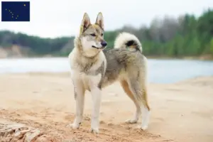 Read more about the article Laika breeders and puppies in Alaska