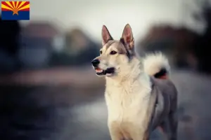 Read more about the article Laika breeders and puppies in Arizona