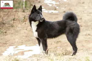 Read more about the article Laika breeders and puppies in California