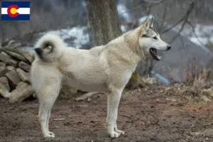 Read more about the article Laika breeders and puppies in Colorado