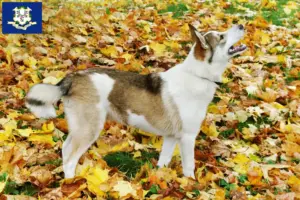 Read more about the article Laika breeders and puppies in Connecticut