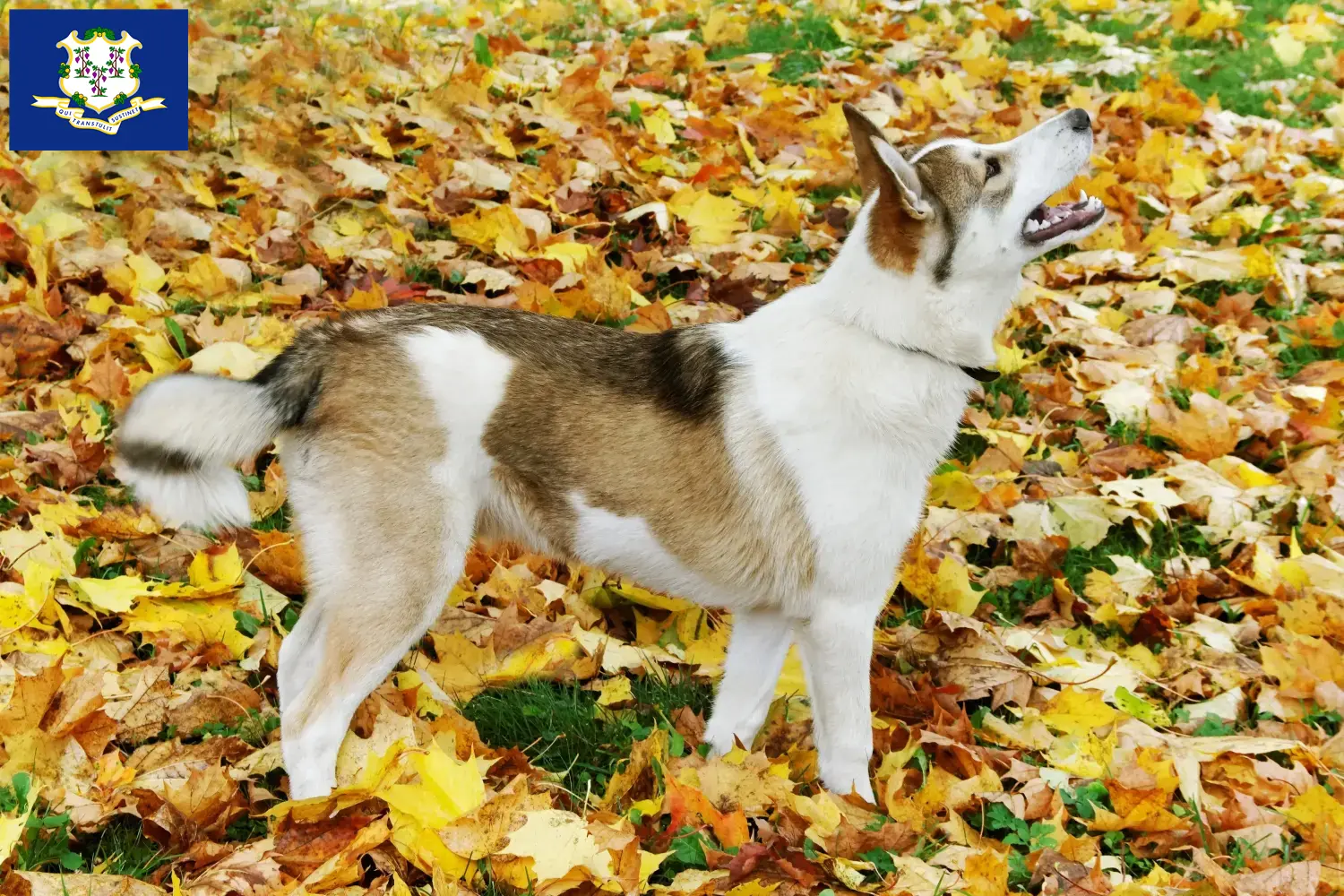 Laika puppies and breeders Connecticut Find Laika's breeder in Connecticut here.