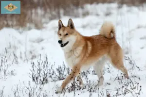 Read more about the article Laika breeders and puppies in Delaware