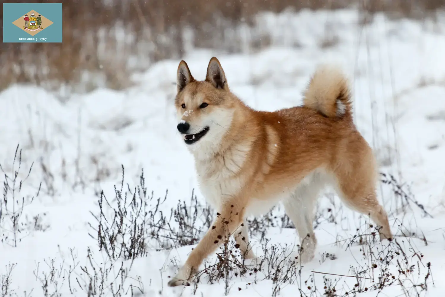 Laika puppies and breeder Delaware Find Laika breeders in Delaware here.