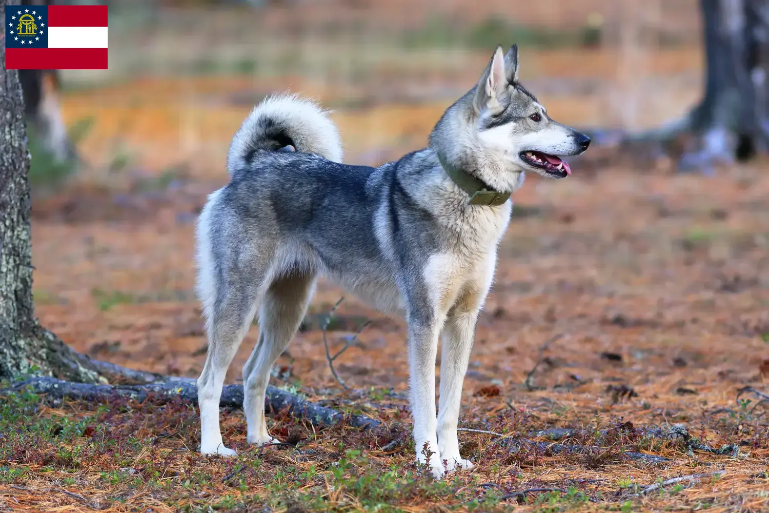 Laika puppies and breeder Georgia Find Laika breeders in Georgia here.