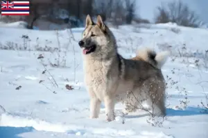 Read more about the article Laika breeders and puppies in Hawaii