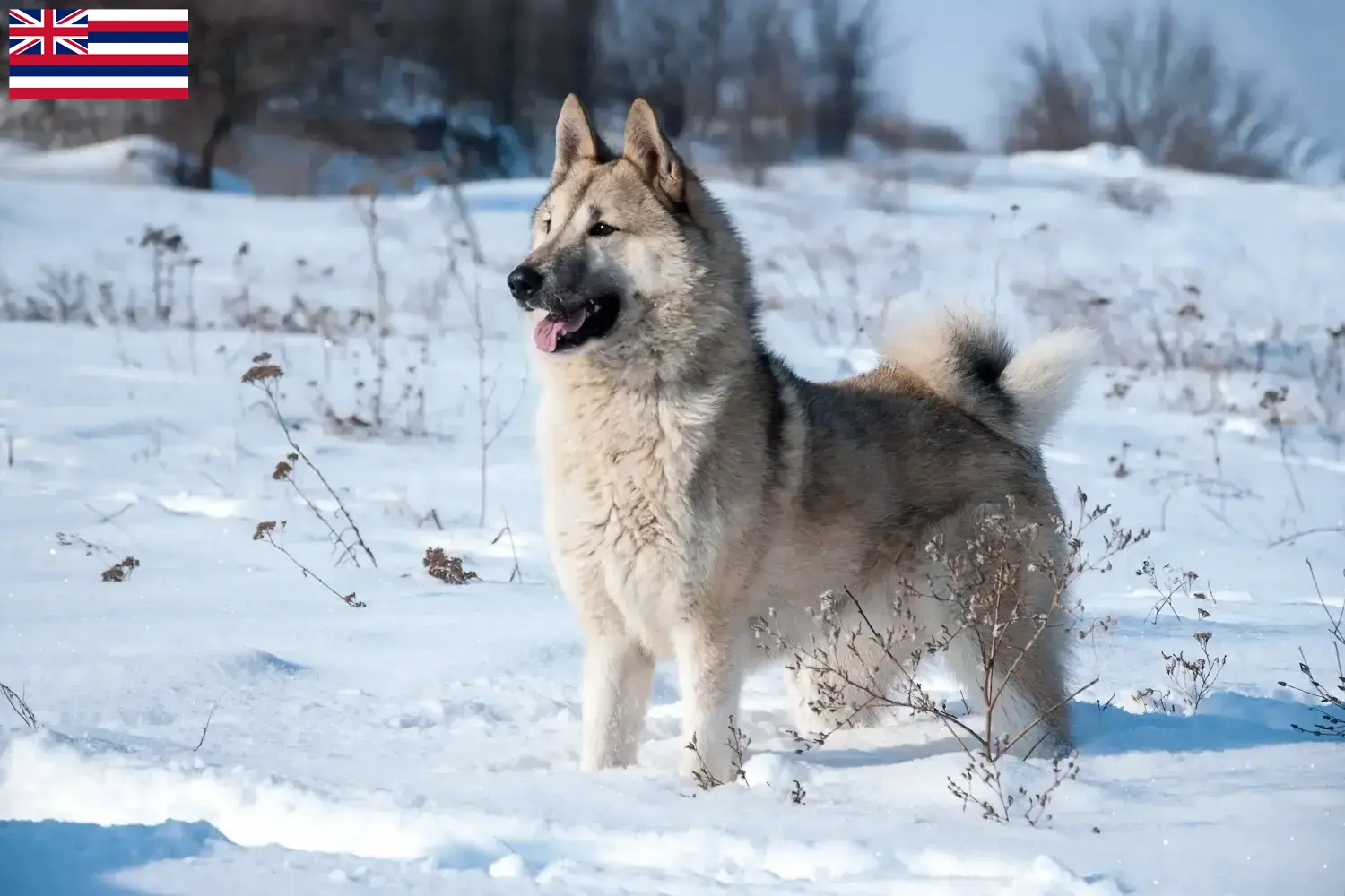 Laika puppies and breeder Hawaii Here you can find Laika's breeders in Hawaii.