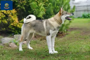 Read more about the article Laika breeders and puppies in Idaho