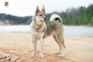 Read more about the article Laika breeders and puppies in Illinois