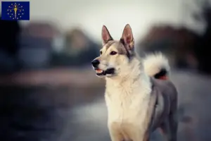 Read more about the article Laika breeders and puppies in Indiana