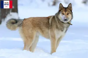 Read more about the article Laika breeders and puppies in Iowa