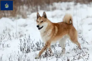 Read more about the article Laika breeders and puppies in Maine