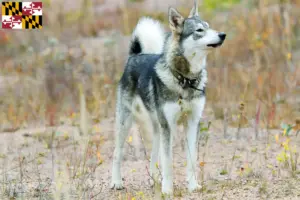 Read more about the article Laika breeders and puppies in Maryland