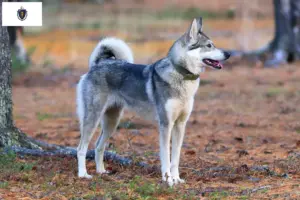 Read more about the article Laika breeders and puppies in Massachusetts