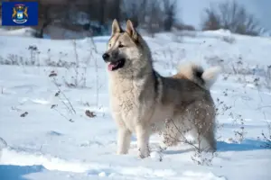 Read more about the article Laika breeders and puppies in Michigan