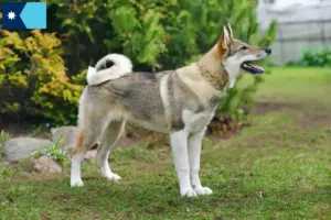 Read more about the article Laika breeders and puppies in Minnesota