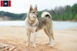 Read more about the article Laika breeders and puppies in Mississippi