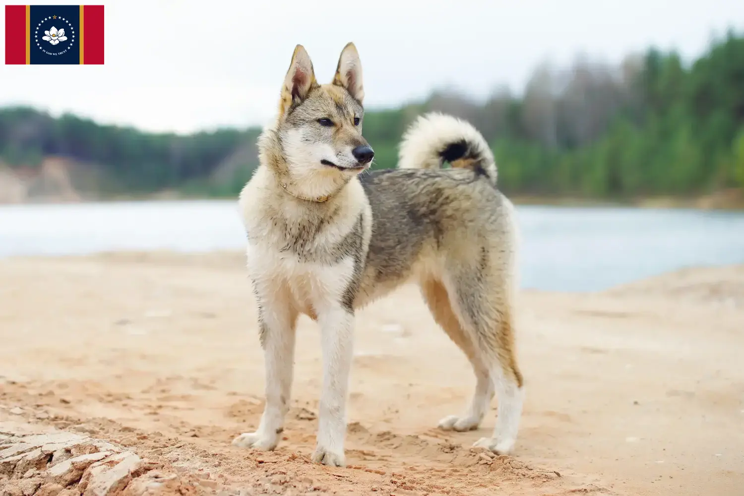 Laika puppies and breeder Mississippi Here you can find Laika's breeders in Mississippi.
