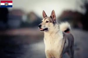 Read more about the article Laika breeders and puppies in Missouri