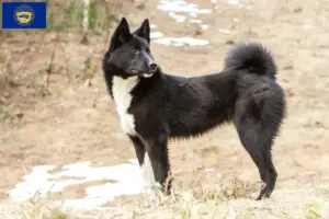 Read more about the article Laika breeders and puppies in Nebraska