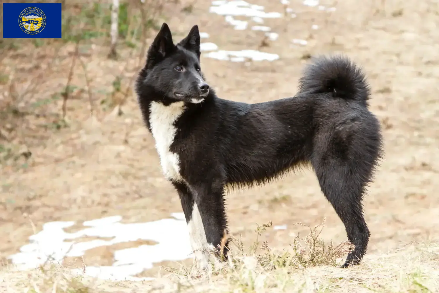 Laika puppies and breeder Nebraska Find Laika breeders in Nebraska here.