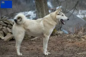 Read more about the article Laika breeders and puppies in Nevada