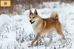 Read more about the article Laika breeders and puppies in New Jersey