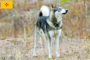 Read more about the article Laika breeders and puppies in New Mexico