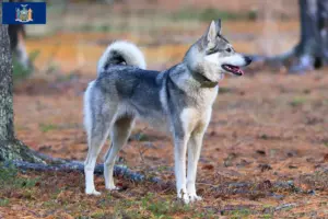Read more about the article Laika breeders and puppies in New York