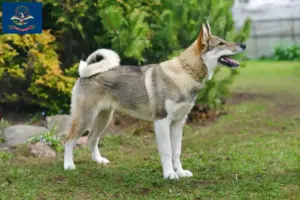 Read more about the article Laika breeders and puppies in North Dakota