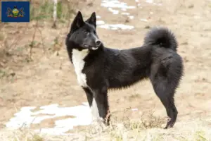 Read more about the article Laika breeders and puppies in Pennsylvania