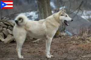 Read more about the article Laika breeders and puppies in Puerto Rico