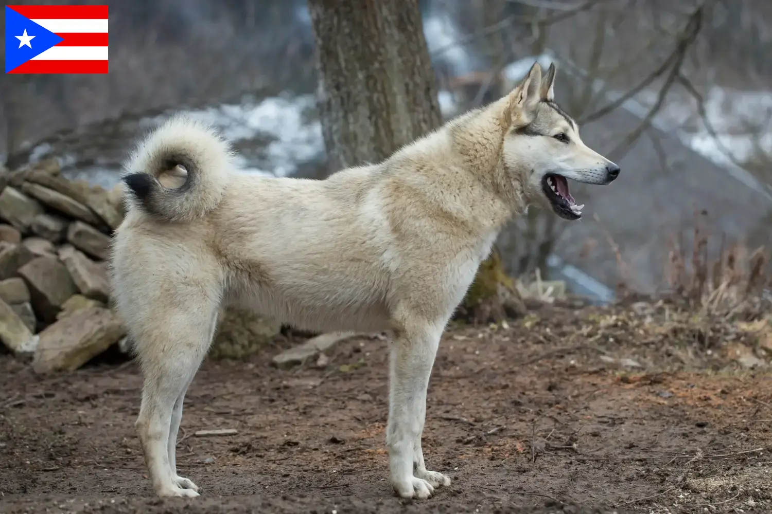 Laika puppies and breeder Puerto Rico Here you can find Laika's breeders in Puerto Rico.